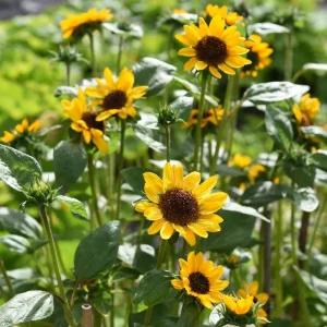Økologiske blomster