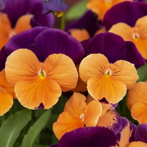 Spiselige ettårige blomster