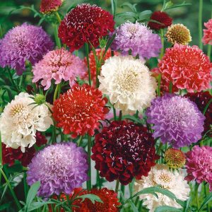 Duftende ettårige blomster