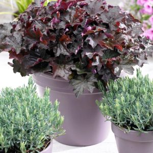 Planter i potte