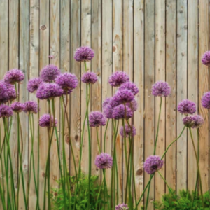 Høytragende løkblomster