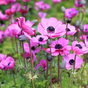 Anemone
