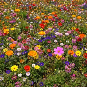 Blomstereng
