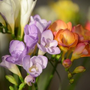 Freesia