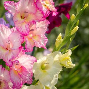 Gladioler