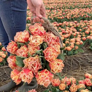 Nyheter blomsterløk