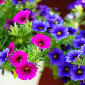 Sorter ettårige blomster