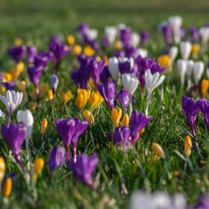 Et teppe av blomster: Et eldorado for biene