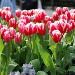 Solglade vårblomster