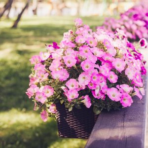 Frø til blomster