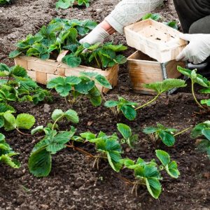 Spiselige planter