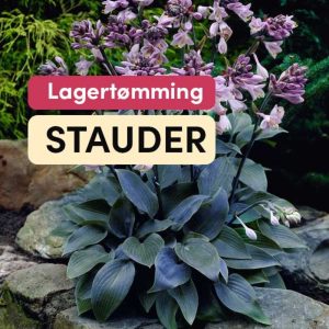 Stauder