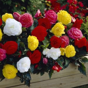 Begonia
