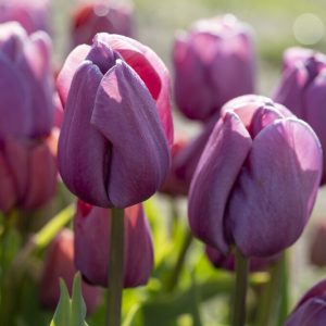 Tulipaner 'Blue Heaven' | 7 blomsterløk