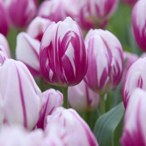 Tulipaner 'Bojangles' | 7 blomsterløk