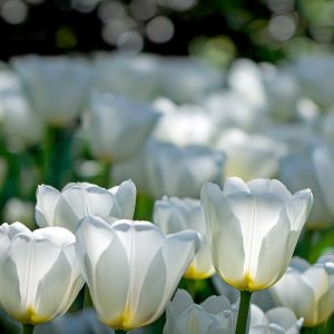 Tulipaner 'Catherina' | 7 blomsterløk