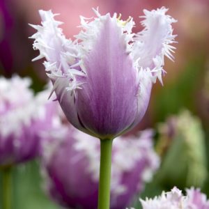 Tulipaner 'Crunchy Cummins' | 5 blomsterløk