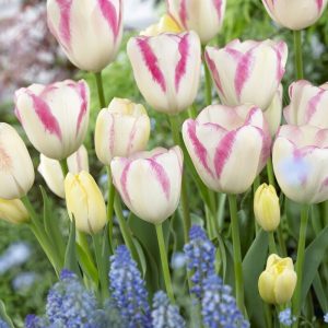 Tulipaner 'Graceland' | 7 blomsterløk