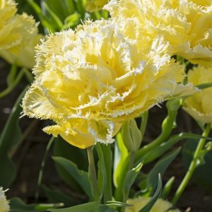 Tulipaner 'Lemon Shoot' | 5 blomsterløk