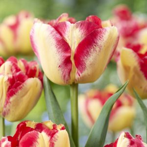 Tulipaner 'Mayfair' | 5 blomsterløk