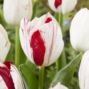 Tulipaner 'One Direction' | 7 blomsterløk
