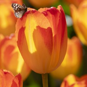Tulipaner 'Prinz Armin' | 7 blomsterløk