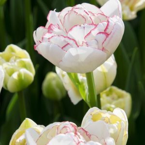 Tulipaner 'Wild Romance' | 3 blomsterløk