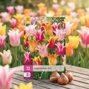 Tulipaner i fargemiks "Ballade" | 12 blomsterløk