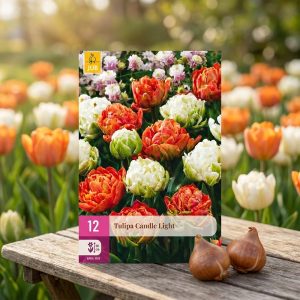 Tulipaner 'Candle Light' | 12 blomsterløk