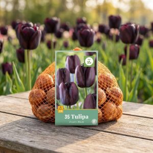 XXL-Pakke | Tulipaner 'Black' | 35 tulipanløk