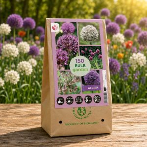 XXL-Pakke | Allium-blanding "Garden Bulbs Allium" | 150 blomsterløk