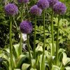 Allium Gladiator i full blomst med lilla kuler på høye stengler i en sommerhage