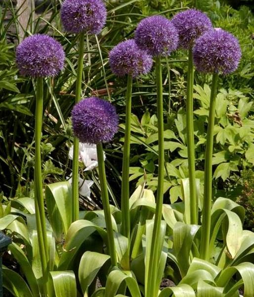 Allium Gladiator i full blomst med lilla kuler på høye stengler i en sommerhage