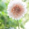 Café au Lait-georgine på stilk med rund blomsterform i fersken og hvitt mot lyst, uskarpt grønt