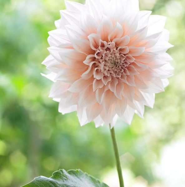 Café au Lait-georgine på stilk med rund blomsterform i fersken og hvitt mot lyst, uskarpt grønt