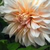 Café au Lait-georgine i full blomst med varm ferskentone i midten og kremhvite ytterpetaler mot grønt løv