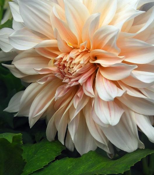 Café au Lait-georgine i full blomst med varm ferskentone i midten og kremhvite ytterpetaler mot grønt løv