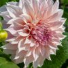 Café au Lait-georgine med brede lyserosa petaler og mørkere rosa midtblomst, fotografert i sollys i hagen