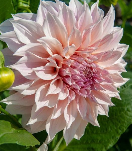 Café au Lait-georgine med brede lyserosa petaler og mørkere rosa midtblomst, fotografert i sollys i hagen