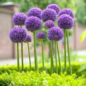 Blomsterløk