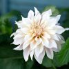 Nærbilde av Café au Lait-georgine med vide kremhvite petaler og svakt rosa antydning, omgitt av grønne blader
