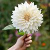 Hånd holder en enkelt Café au Lait-georgine med kremhvite petaler og varm beige midtblomst mot grønn bakgrunn