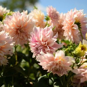 Dahlia