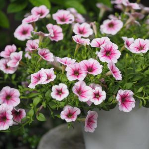 Ettårige blomster