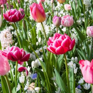 Se all blomsterløk
