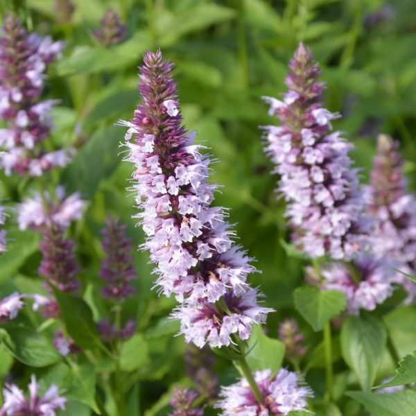 Anisisop Beelicious Pink med lyslilla blomsterstander i full blomst, omgitt av grønt løv i hagen