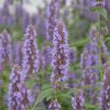 Anisisop Beelicious Purple med lyslilla blomstaks i nærbilde, omgitt av grønne blader og flere blomsterstander i bakgrunnen