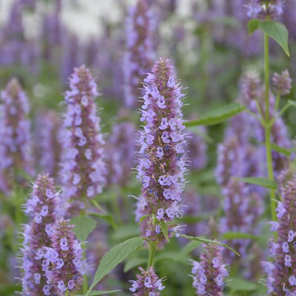 Anisisop Beelicious Purple med lyslilla blomstaks i nærbilde, omgitt av grønne blader og flere blomsterstander i bakgrunnen