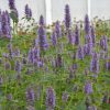 Anisisop Beelicious Purple i veksthus, tette blålilla blomstaks på slanke stengler med grønne blader