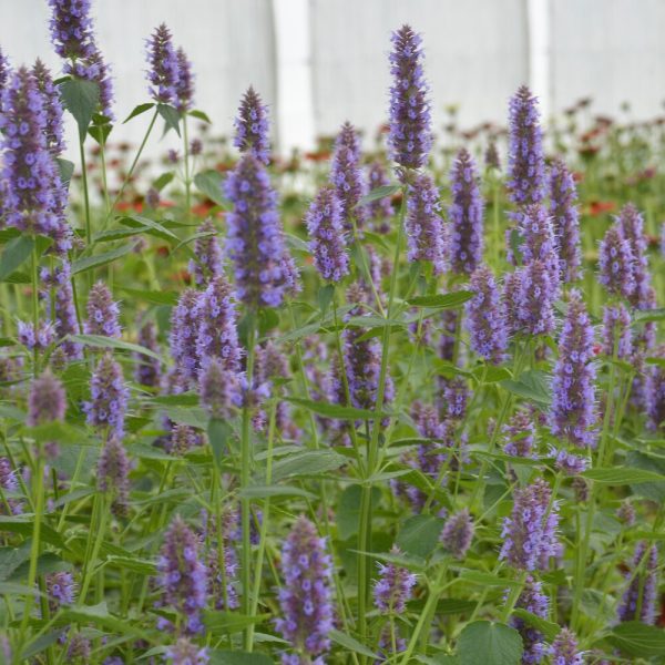 Anisisop Beelicious Purple i veksthus, tette blålilla blomstaks på slanke stengler med grønne blader